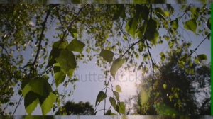 Белые подруги