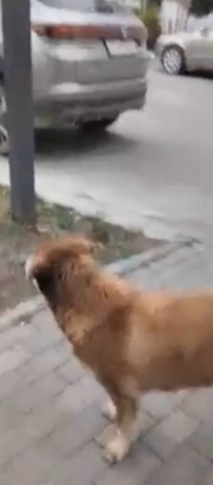 ВОДКА ПОБЕДИЛА НАС/ПРОГУЛКА НА ПЬЯНОМ ПОЗИТИВЕ/БЕЗДОМНЫЙ СОЧИ #бомжи #бездомные #сочи #выживание