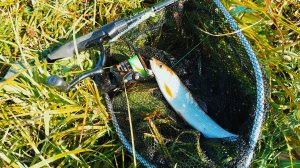 Бомбарда. Как и где применяю