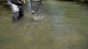 Crnotimocke lepotice EP245_11062024