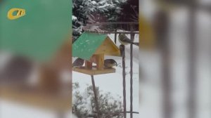 ЖЕЛЕЗНОГОРЕЦ ПОДЕЛИЛСЯ ВИДЕО СИНИЧЕК, ЛАКОМЯЩИХСЯ САЛОМ