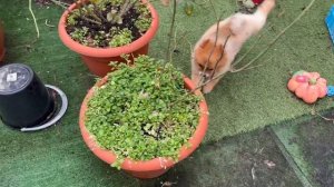 Ветер у нас бушует, хвостики даже гулять не очень хотят.