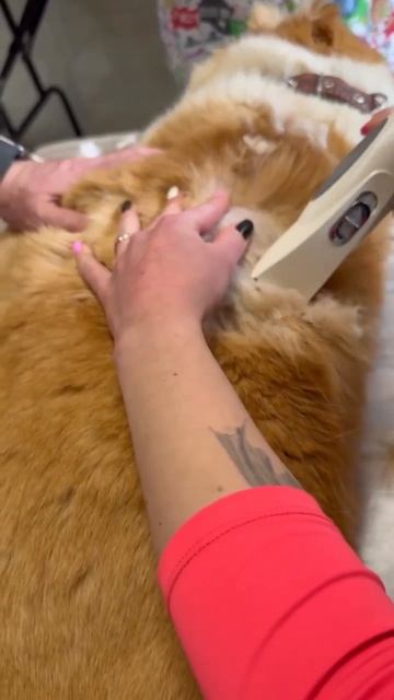 САО Элю 🌸 🚑 к 🩺врачу❗🆘🙏💯🙏 на лечение 💊🦮🙏 Эли❗Пост в описании 🎥 #алабай #собака #сао