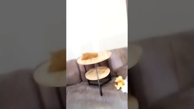 соревнования пунь-пуня 1 сезон 1 серия