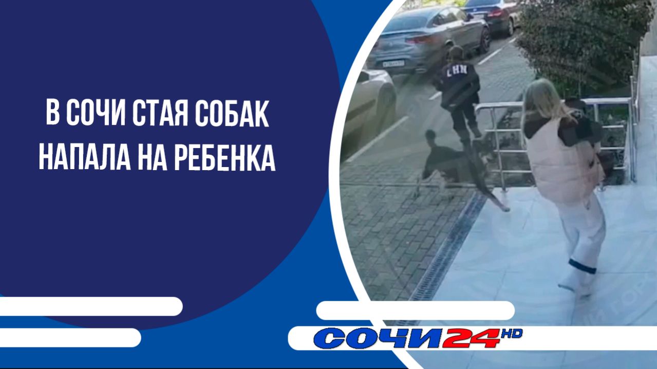 В Сочи стая собак напала на ребенка