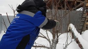 Грушу обрезал в начале марта