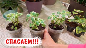 Проблемные плектрантусы! Плектрантус Вариегата колеусовидный, плектрантус Энтердаля Лайм Лайт