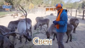 Готовка с Блиппи 🎶｜ Изучай этот мир вместе с Блиппи ｜ О