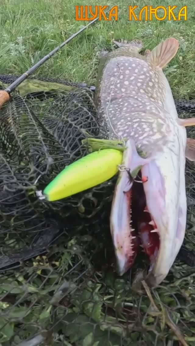 🔥 Такой щуке палец в рот не клади! 🔥 #рыбалка #щука #шортс #спиннинг