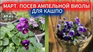 Посев неприхотливой ампельной виолы - первые числа марта. Не пропусти!