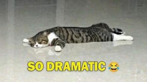 Кошки ведут себя чрезвычайно драматично без всякой причины. Смешные моменты с кошками