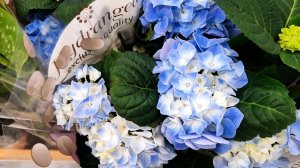 Обзор растений в Лемано Про на 8 марта