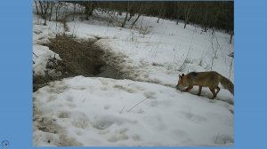 Лиса лезет в нору барсуков и выпрыгивает обратно. Чтобы повторить. Начало марта 2026