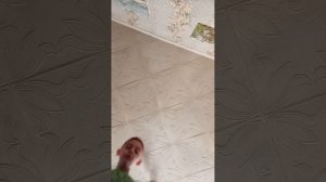 снимаю у бабушки часть. 2