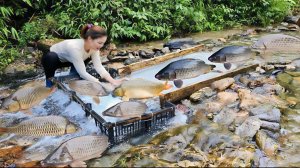 Ловля рыбы в ручье с помощью деревянного мостика. Рыбалка с Анной.