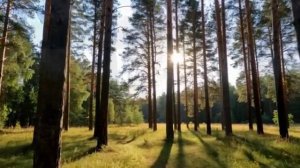 Уральский лес: Звуки природы и пение птиц. Медитация 4K, Прогулка по дикому лесу Урала.