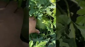 8.08.25г Очень много Арбузов.Дыни.Пошла вторая и третья  волна  . Лен. Обл.Осталось только ждать