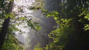 СЕРДЦЕ замирает слушая эту музыку! Эту музыку можно слушать вечно!!