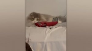 СЛУЧАИ, КОГДА КОШКИ ВЕДУТ СЕБЯ КАК ПРИДУРКИ