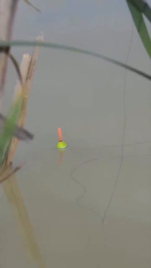 Клип @zatropheem