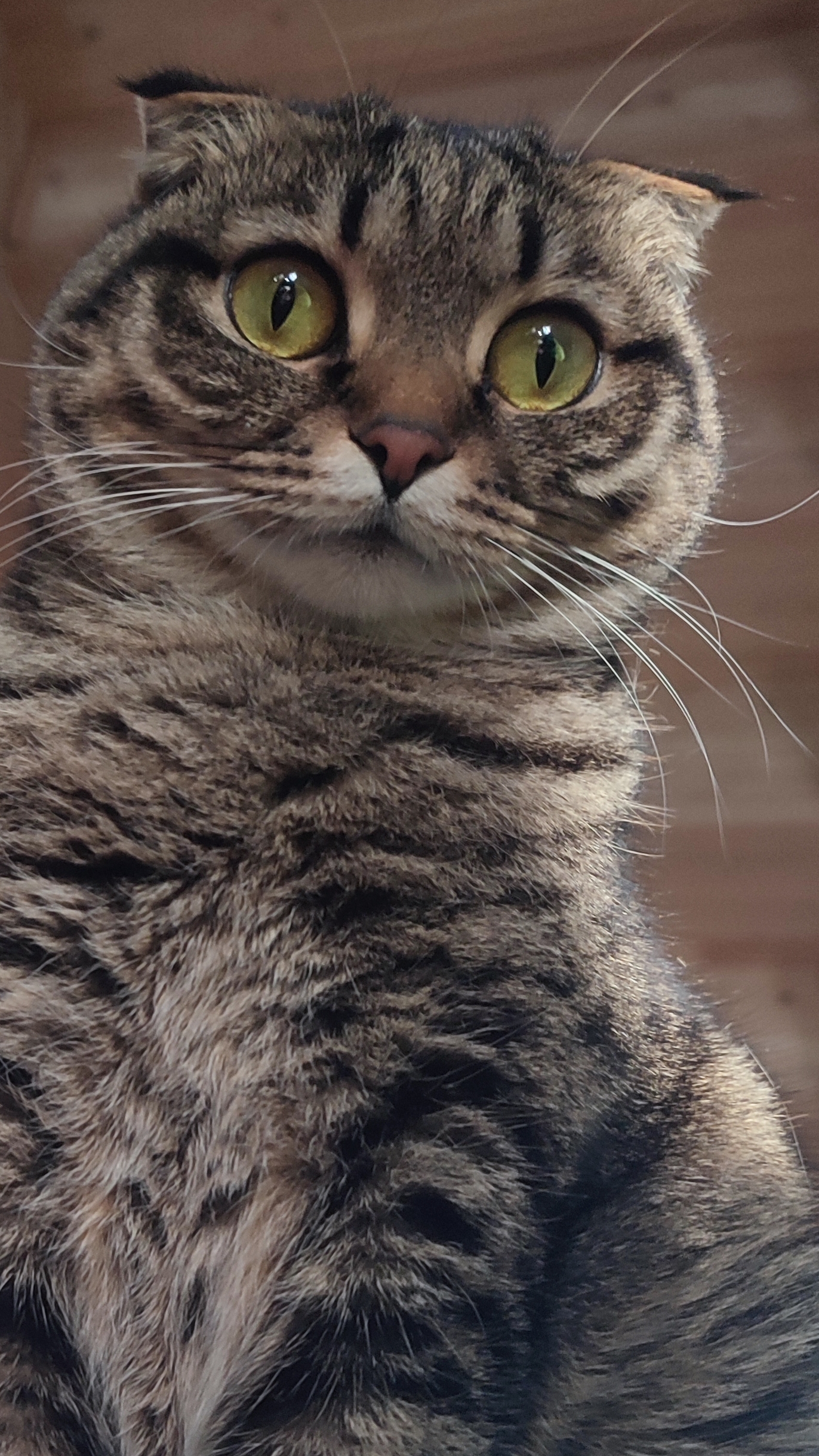 Рисую свою кошку шариковой ручкой 🖊️🐱