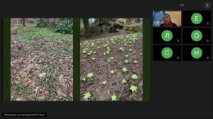 Напочвенные покровы Ботанического сада МГУ, как действующая модель для создания травянистых покрытий