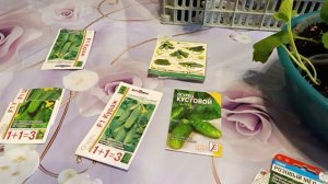 Занялась я семенами огурцов