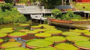 🌿 Тайланд: зелёные круги на воде — что это?