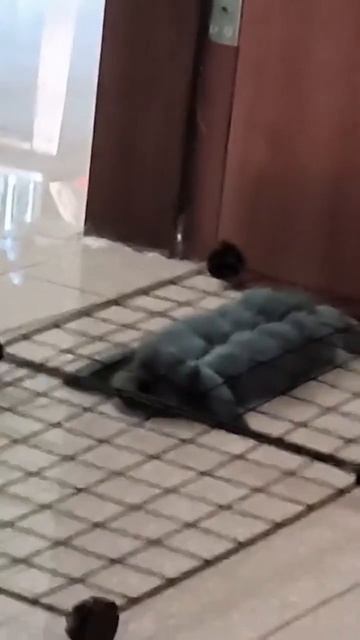 Если вы не можете решить, кого завести кошку или собаку, то заведите кролика. Это два в одном