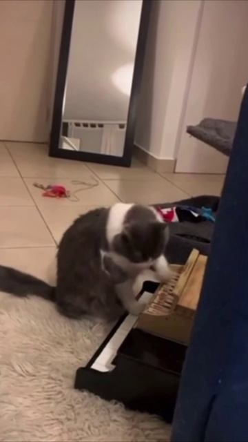 Смешные коты #113-8