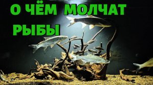 РЕЛАКС БЕЗ СЛОВ. РЕЧНЫЕ РЫБЫ В АКВАРИУМЕ