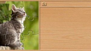 Учим домашних животных