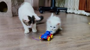 Мама-кошка и её котята. Котята играют, а Мама-кошка наблюдает.