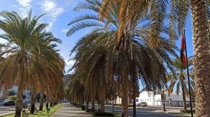 Пальмовая аллея!