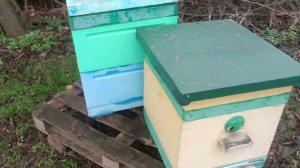 Как зимуют пчёлы