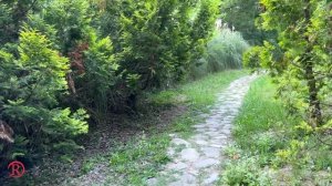 Магия звука: Лето, тропинка и цикады!