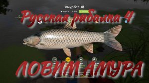 Русская рыбалка 4.Ловим Амура.Старый острог