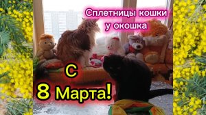 КОШКИ С ОЗВУЧКОЙ. 8 МАРТА!