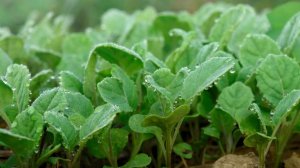 Перестаньте мучить капусту на подоконнике! Лучший способ получить крепкую рассаду