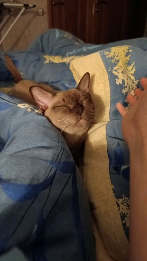 чистим мишку от грязи