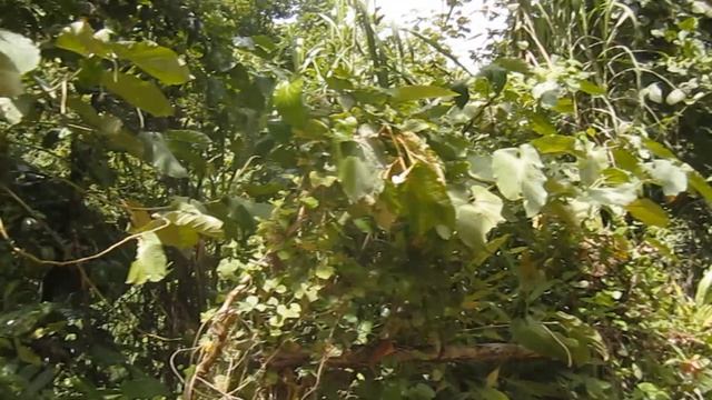 Водопад Эль-Ничо,между Сьенфуэгосом и Тринидадом