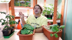 Зимний огород. Выращиваем огурцы.