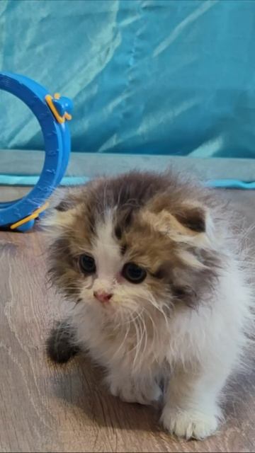 Милый котенок. #котята #кошки