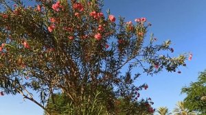 Цветущий розовый Олеандр!