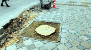 ПИЛЯТ ДЕРЕВЬЯ в АНАПЕ // 5 марта