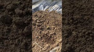 Арбузы и дыни 31.05.24г открытый грунт ,вторая подкормка. Лен.обл