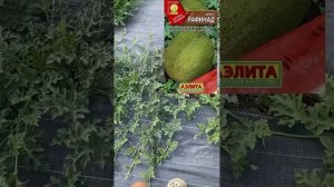 23.07.25г Урожай арбузов будет!Много завязей. Оранж Кинг,сармат,Эль уафи,топ Ган,Атаман,рафинад