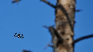 Расчеты БПЛА обеспечили прикрытие для штурмовиков. Лучшее видео из зоны СВО