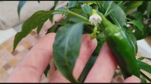 ПЕРЕЦ на подоконнике стал отлично плодоносить 😊