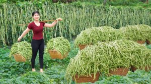Собираю длинные плоды зеленых бобов. Торгую на сельском рынке. Нхат. Вьетнам